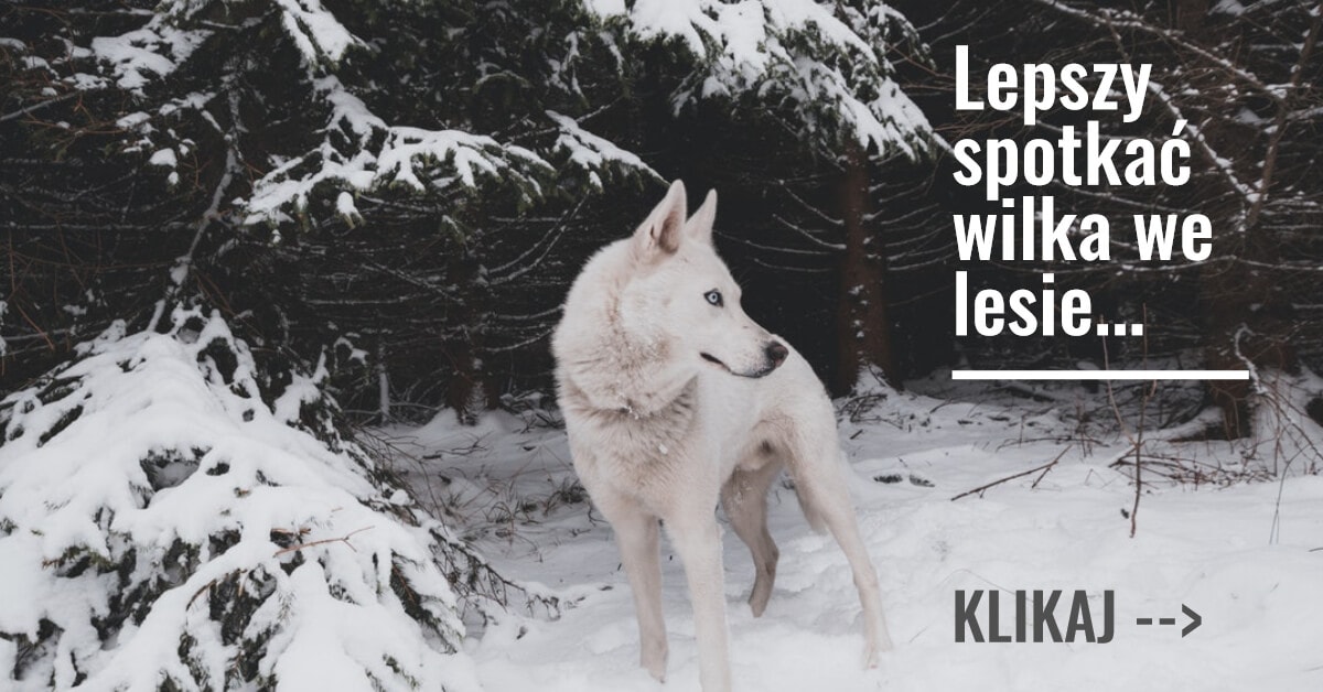 spotkać wilka we lesie