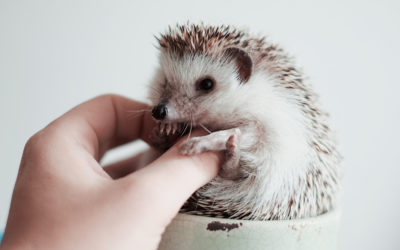 Co jyże robiom bez zima?